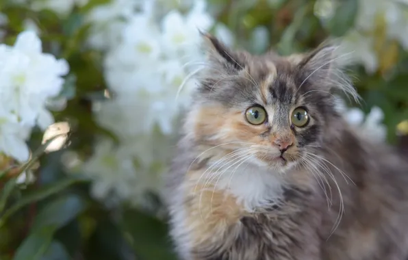 Кошка, кот, усы, взгляд
