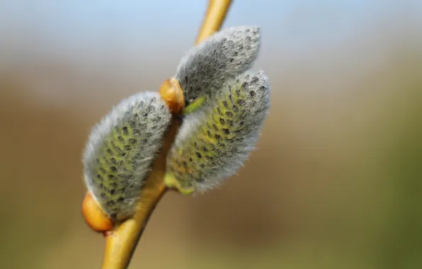 Spring, twig, base kitten