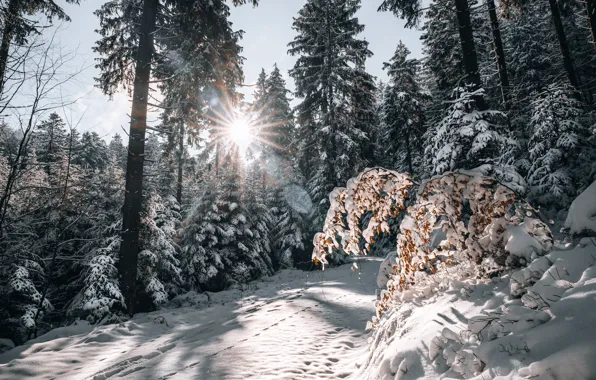 Зима, дорога, лес, снег, Германия, Germany, Баден-Вюртемберг, Baden-Württemberg