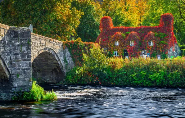 Картинка лес, солнце, деревья, цветы, мост, дизайн, речка, Wales