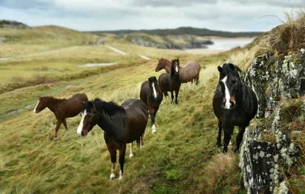 Картинка поле, трава, холмы, кони, лошади, стадо, стадо коней