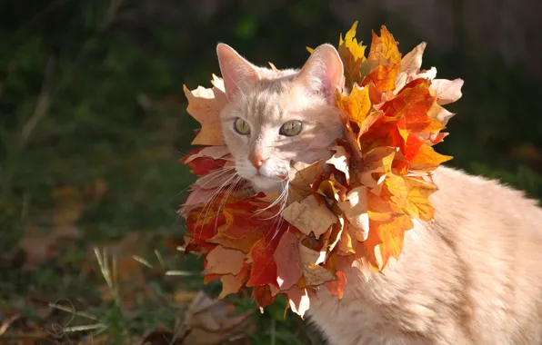 Кошка, кот, листья, клён