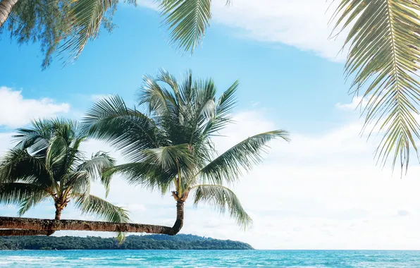 Море, пляж, лето, небо, пальмы, summer, beach, sea