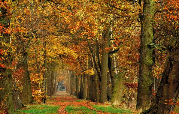 Картинка лес, деревья, листва, Осень, дорожка, forest, листопад, trees
