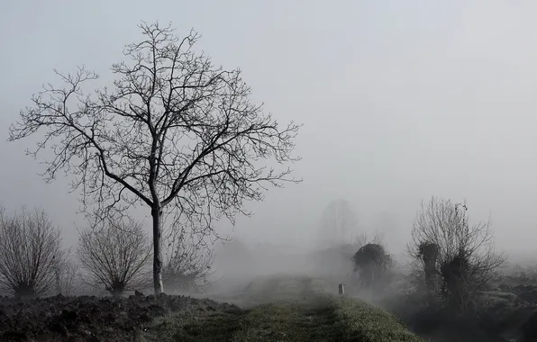 Картинка природа, туман, дерево, утро