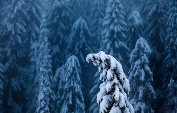 Картинка зима, лес, снег, туман