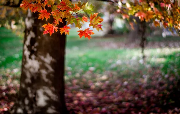 Осень, деревья, природа