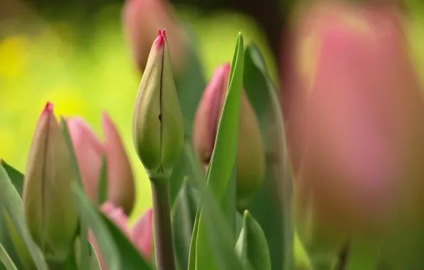 Цветы, весна, тюльпаны, розовые, бутоны