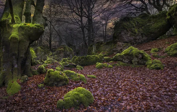 Осень, лес, деревья, природа