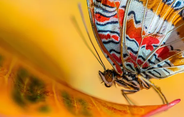 Картинка Orange, Black, White, Yellow, Batterfly, Dustin Humes