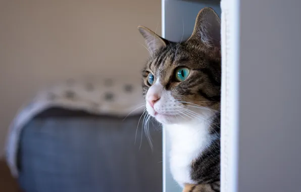 Кошка, глаза, кот, взгляд, морда, серый, фон, комната