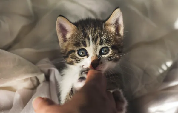 Кошка, взгляд, свет, котенок, серый, фон, игра, кровать