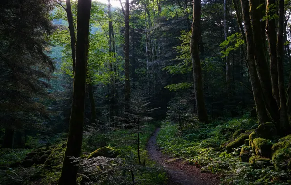 Картинка лес, деревья, ветки, камни, заросли, листва, мох, полумрак