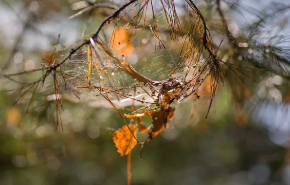 Nature, autumn, bokeh effect