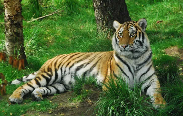 Картинка кошка, трава, тигр, амурский