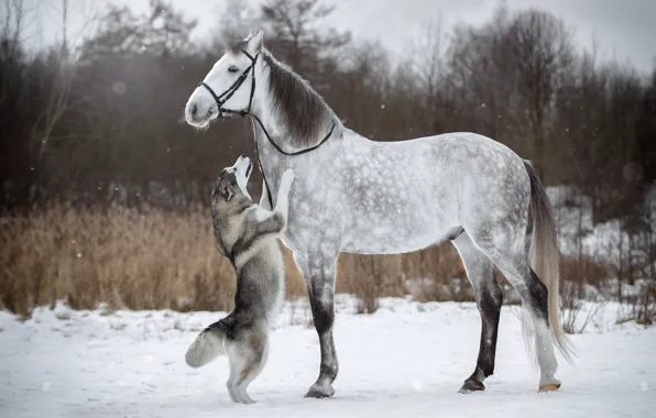 Зима, снег, конь, лошадь, собака, хаски, стойка, уздечка