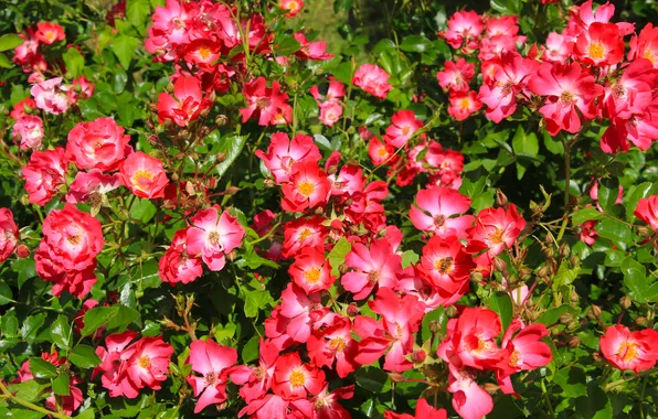 Flower, leafs, roses