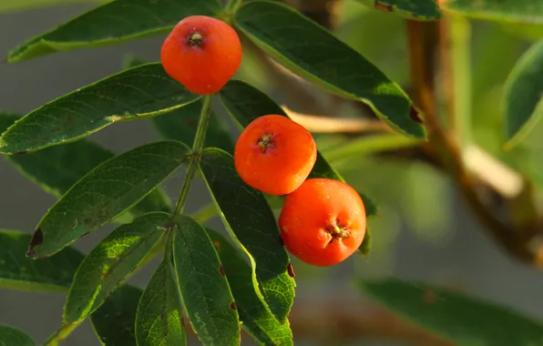 Fruit, orange, twig
