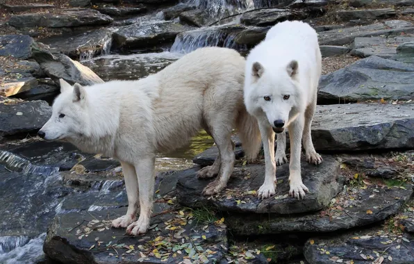 Nature, snow, predator, face, animal, wolf, wolves, wildlife