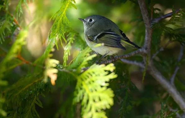 Картинка ветка, боке, маленькая птичка, Ruby-crowned kinglet, AlexsanderBB