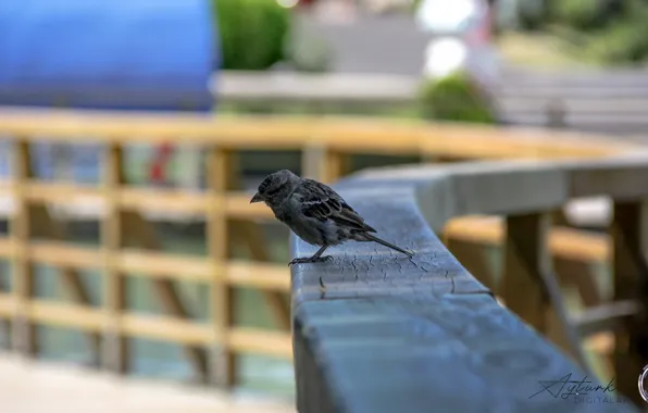 Картинка photography, bird, fence, animal, railing, depth of field, Sparrow