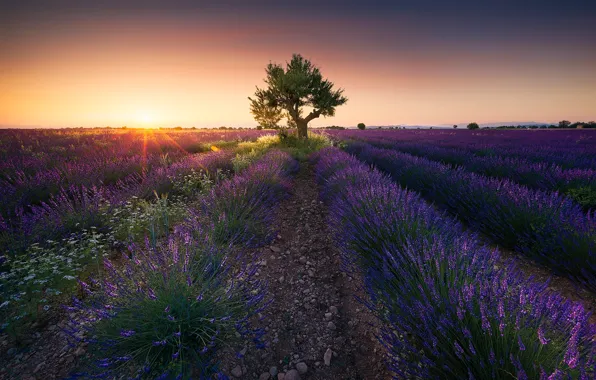Sunset, France, Valensole, Alpes-de-Haute-Provence, Provence-Alpes-Cote d'Azur