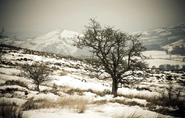 Картинка снег, пейзаж, горы, дерево
