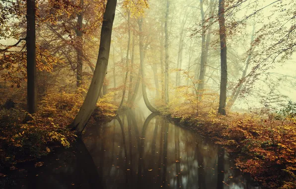 Картинка осень, лес, листья, деревья, туман, отражение, река, листва