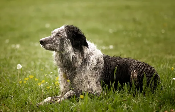 Картинка поле, фон, собака