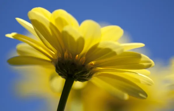 Картинка цветок, желтый, природа