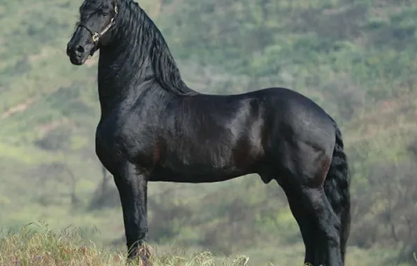 Картинка animal, Frisian horse, Dutch Beauty