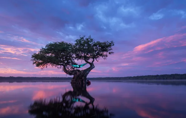 Вода, свет, простор, гамак, space, light, одинокое дерево, water