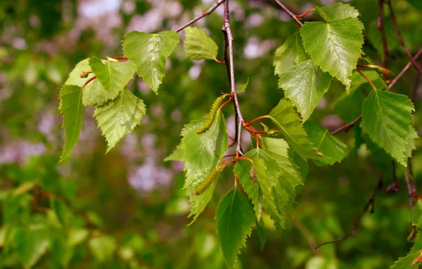 Tree, leaf, twig