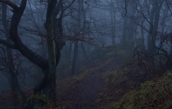 Картинка лес, деревья, природа, туман, Niklas Hamisch
