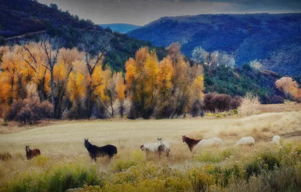 Картинка осень, небо, деревья, горы, лошади
