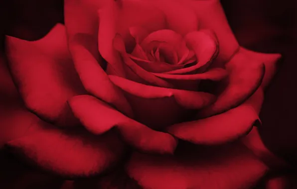 Макро, розы, лепестки