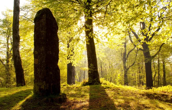 Картинка лес, солнце, свет, деревья, камень, Англия, столб, графство Сомерсет