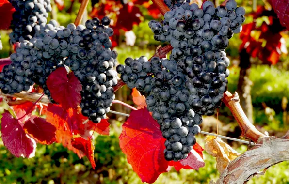 Виноград, гроздь, лоза