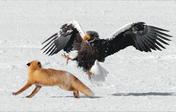 Животные, птица, хищники, пара, когти, орёл, fox, bird