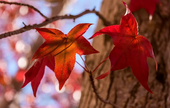 Осень, листья, природа