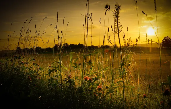 Картинка трава, закат, природа