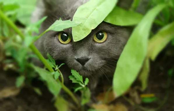 Кот, морда, взгяд, желтые глаза, трифон