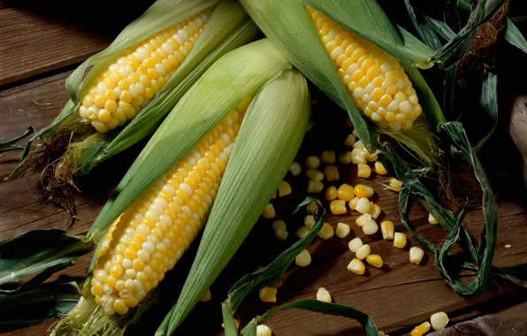 Зерна, кукуруза, початок, маис