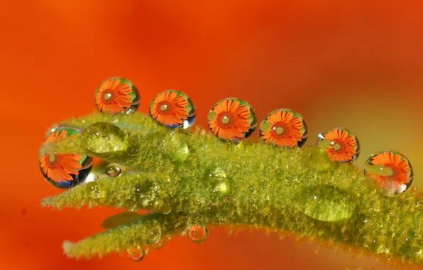 Картинка мокро, вода, капли, макро, цветы, оранжевый, зеленый, Tamara Photography