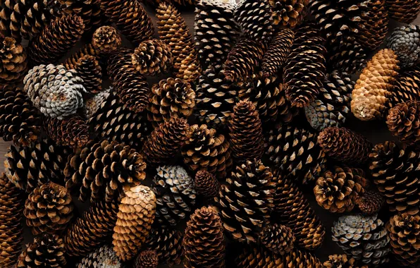 Шишки, Textures & Materials, by Thijs van Velsen, Сосновые Шишки, Pine cones, Thijs van Velsen