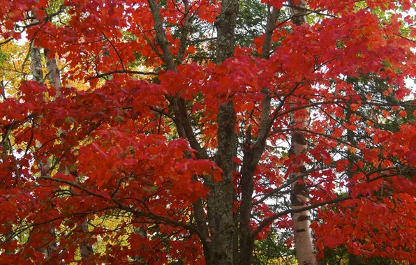 Осень, лес, листья, деревья, багрянец
