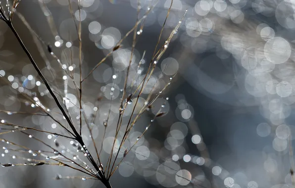 Капли, макро, свет, ветки, боке, Darin Kelley photography