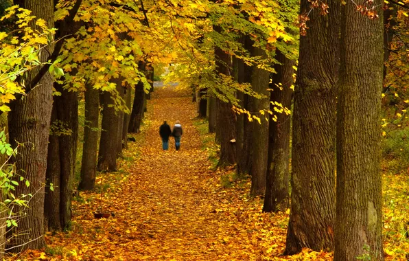 Картинка осень, деревья, пейзаж, парк, прогулка