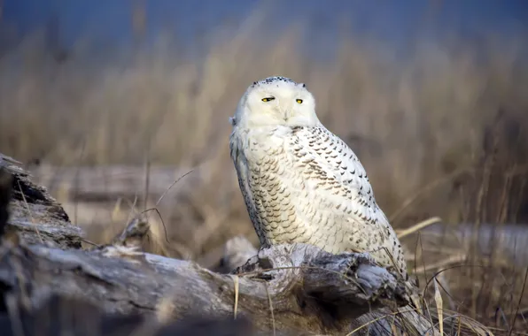 Природа, сова, птица