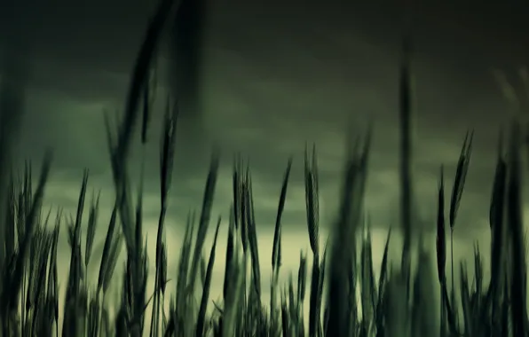 Картинка трава, макро, сумрак